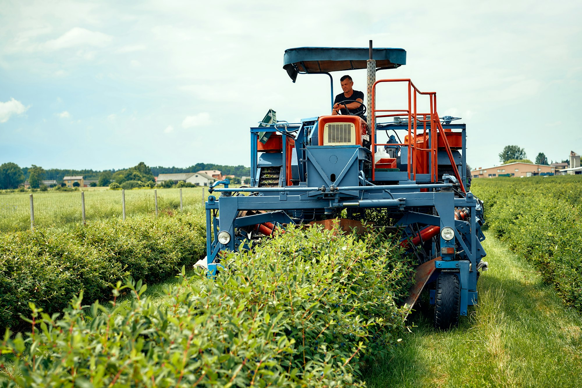 A modern agricultural machine efficiently harvests crops in a vibrant field full of greenery